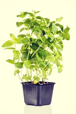 Nane Bitkisi beyaz arkaplanda izole edildi