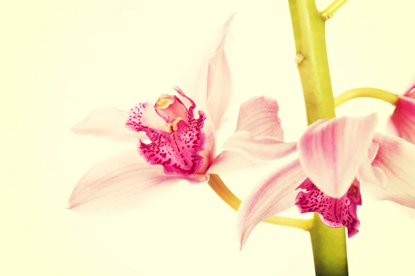 Beautiful fresh pink lily. — Stock Photo, Image