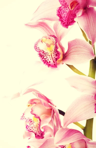 Красивая свежая розовая лилия . — стоковое фото
