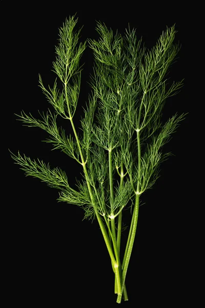 Frischer grüner Dill auf schwarzem Hintergrund — Stockfoto