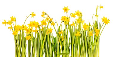 Beyaz arkaplanda izole edilmiş sarı nergisler