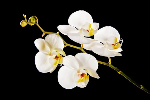 Weiße Orchidee mit gelber Mitte — Stockfoto