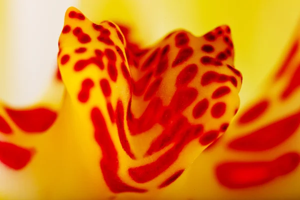 Primer plano de flor de orquídea con centro amarillo manchado de rojo — Foto de Stock