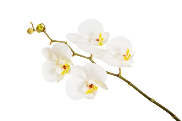 Weiße Orchidee mit gelber Mitte — Stockfoto