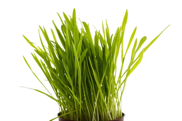 Young green sprouts of oat — Stock Photo, Image