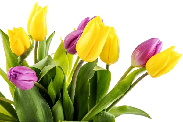 Buquê de tulipas amarelas e roxas — Fotografia de Stock
