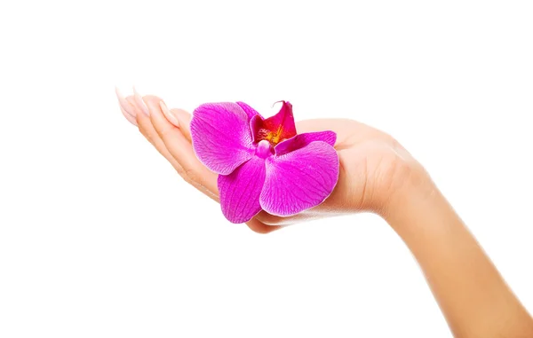 Kvinnlig hand med lila orkidé kronblad — Stockfoto