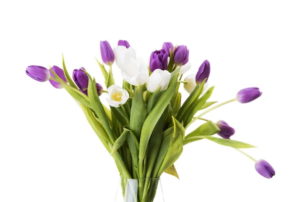 Tulpenblüte — Stockfoto