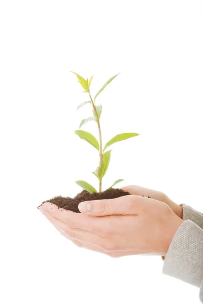 Vrouw met plant en vuil in de hand — Stockfoto