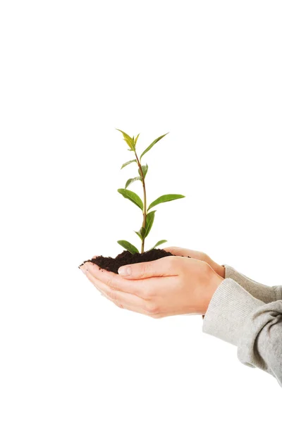 Mulher com planta e sujeira na mão — Fotografia de Stock