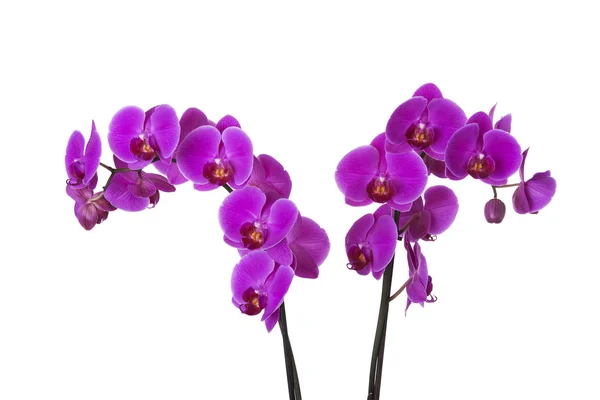 Violet orchideeën — Stockfoto