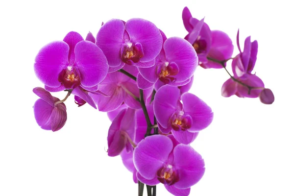 Rama de orquídea violeta — Foto de Stock