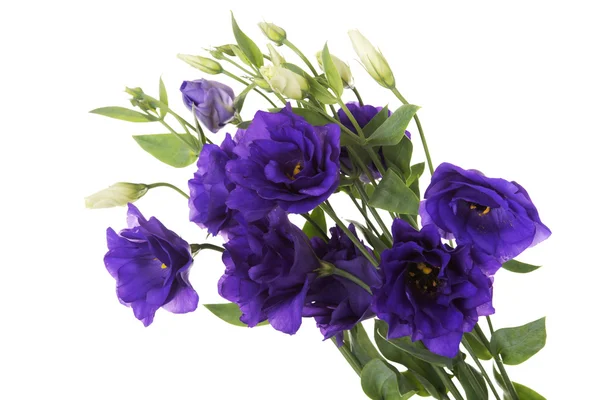 Violet flowers close up — Stock Photo, Image