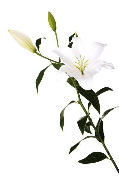 White lily — Stock Photo, Image