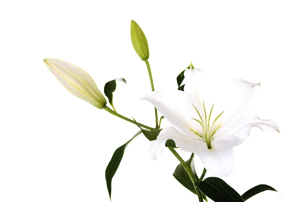 White lily — Stock Photo, Image