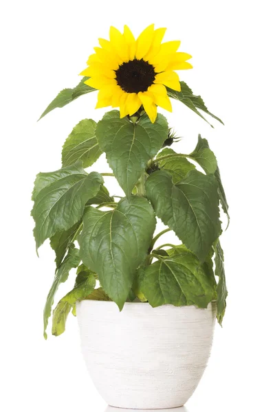 Pequeño girasol en una olla — Foto de Stock