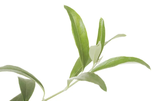 Leaves of green tea — Stock Photo, Image