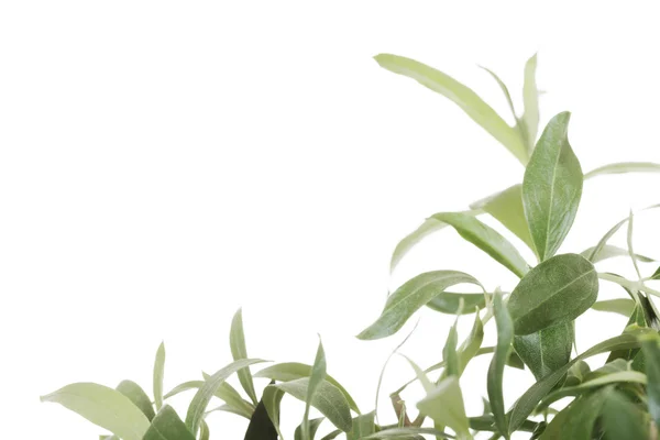 Листья зеленого чая — стоковое фото
