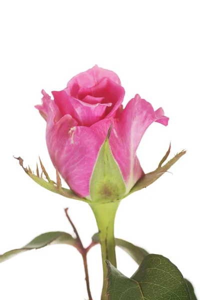 Pink rose — Stock Photo, Image