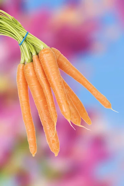 Bunch of carrots — Stock Photo, Image