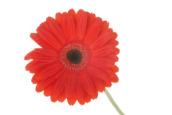 Fiore di gerbero rosso — Foto Stock