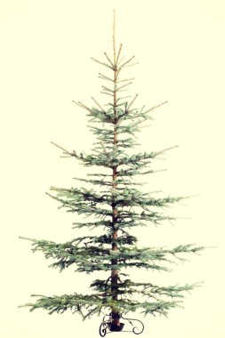 Yeşil Noel ağacı ayakta.