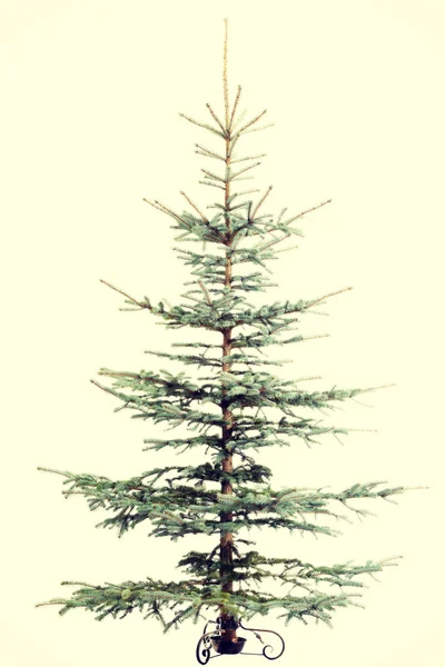 Grüner Weihnachtsbaum steht. — Stockfoto