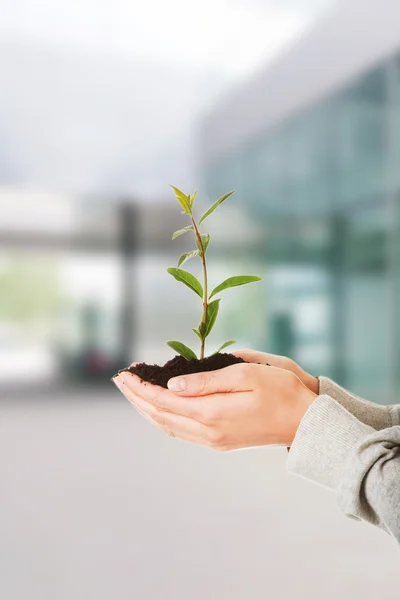 Woman with plant and soil in hand — Stock Photo, Image