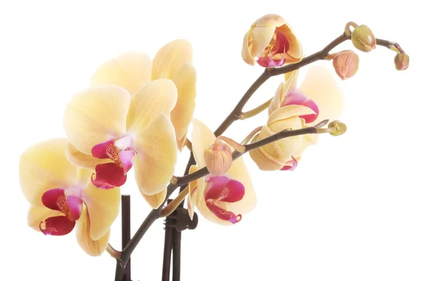 Twig of yellow orchid flower — Stock Photo, Image