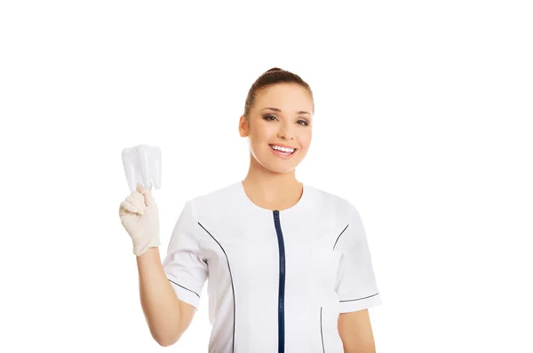 Retrato de dentista feminina segurando um modelo de dente — Fotografia de Stock