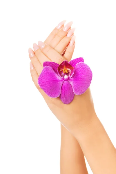 Cerca de manos femeninas con pétalo de orquídea púrpura — Foto de Stock