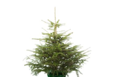 Dekorasyonsuz Noel ağacı fotoğrafı