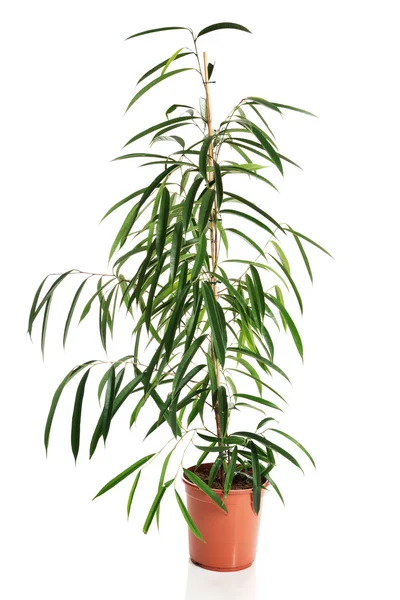 Foto de dracaena em um pote — Fotografia de Stock