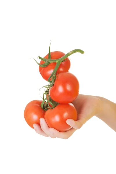 Tomates cerises en grappe à la main — Photo