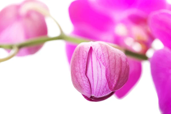 Ramo di fiore di orchidea — Foto Stock