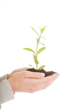 bitki ve toprak el ile kadın