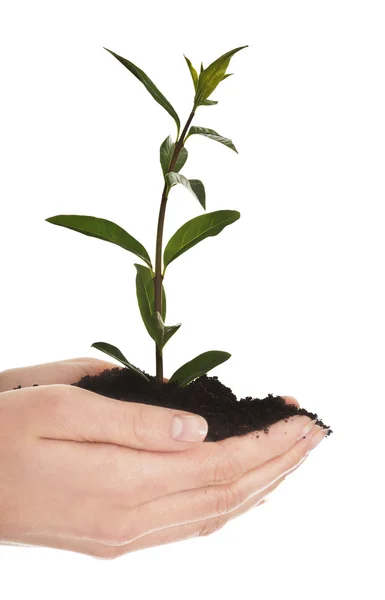 Mulher com planta e sujeira na mão — Fotografia de Stock