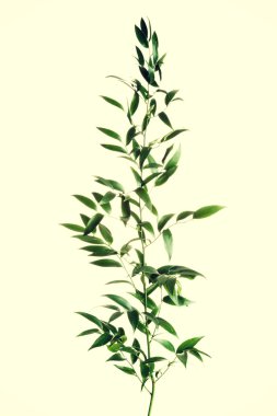 bir yeşil taze bitki.