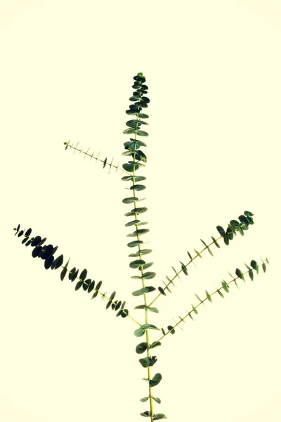 En grön färsk växt. — Stockfoto
