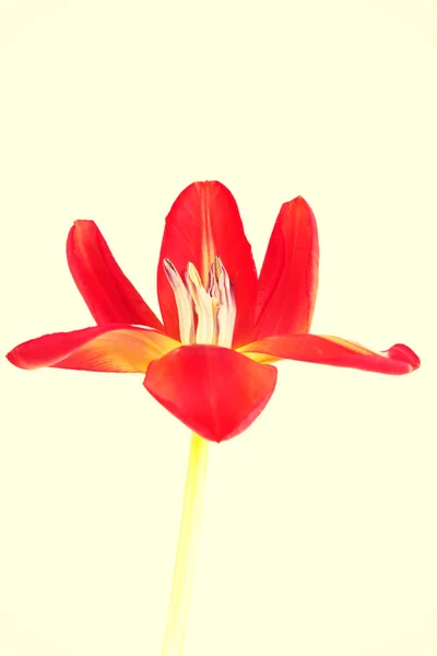 Una flor de tulipán roja abierta separada . — Foto de Stock