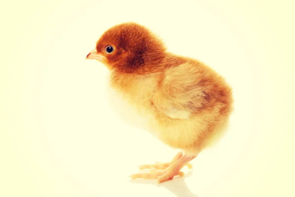 Petit poulet jaune de Pâques . — Photo