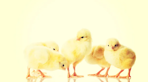 Gruppo di piccoli polli . — Foto Stock