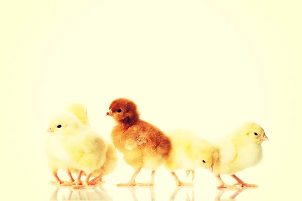 Groupe de petits poulets . — Photo