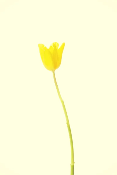 One separated fresh tulip flower. — Stock Photo, Image