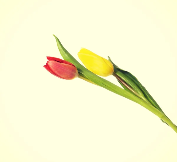 Fresh tulips flowers. — Stock Photo, Image