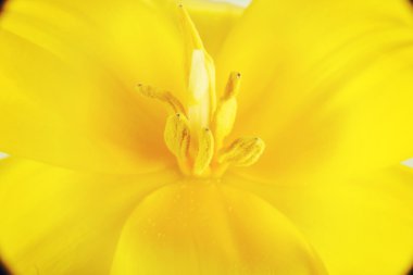 sarı çiçek taze yakın çekim.