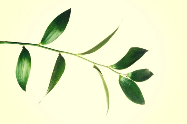 1 つの緑の新鮮な植物. — ストック写真