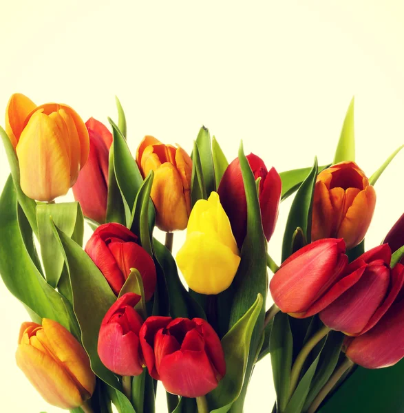 Bukiet tulipanów świeży żywy. — Zdjęcie stockowe