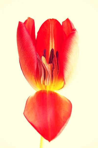 One separated fresh tulip flower. — Stock Photo, Image