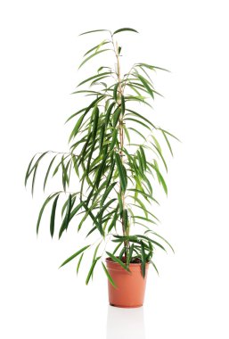 Bir tencerede Dracaena